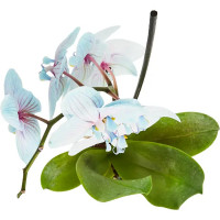 Орхидея Фаленопсис Чудо природы ø12 h70 см