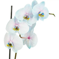 Орхидея Фаленопсис Чудо природы ø12 h70 см