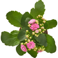 Каланхое Каландива мини ø7 h10-15 см