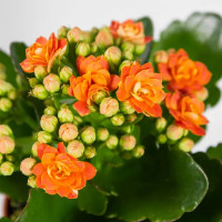 Каланхое Каландива мини ø7 h10-15 см