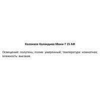 Каланхое Каландива мини ø7 h10-15 см