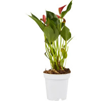 Антуриум Андреанум микс ø12 h30-40 см
