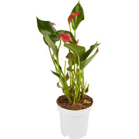 Антуриум Андреанум микс ø12 h30-40 см