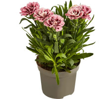 Гвоздика микс ø9 h15-25 см