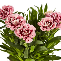 Гвоздика микс ø9 h15-25 см