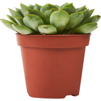 Эхеверия микс ø8 h15 см