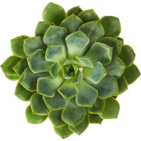 Эхеверия микс ø8 h15 см