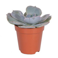 Эхеверия микс ø8 h15 см