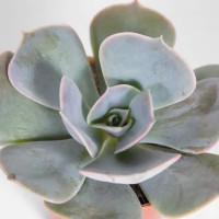 Эхеверия микс ø8 h15 см