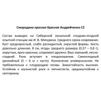 Смородина красная Андрейченко ø17 h30 см