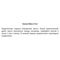 Кактус ø3.5 h5 см