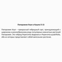 Пеперомия Хоуп ø15 h25 см