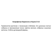 Хлорофитум Вариегата ø15 h25 см