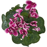 Цикламен Верано Микс ø10,5 h20 - 25 см