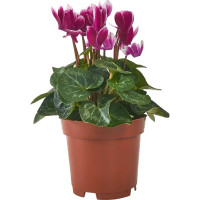 Цикламен Верано Микс ø10,5 h20 - 25 см
