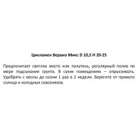 Цикламен Верано Микс ø10,5 h20 - 25 см