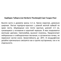 Барбарис Тунберга Голден Ринг ø15 h40 см