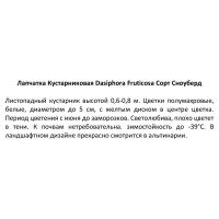 Лапчатка Сноуберд ø15 h20 см