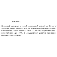 Лапчатка розовая микс ø15 h30 см