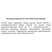 Виноград плодовый Аркадия ø15 h50 см