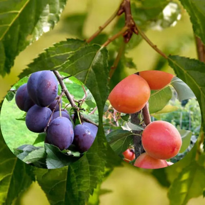 Слива микс ø30 h120 см