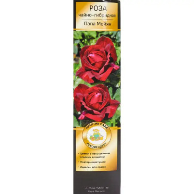 Роза чайно-гибридная Папа Мейян h100 см