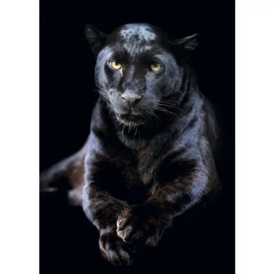 Постер Черная пантера 50x70 см