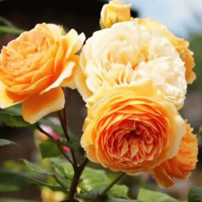 Английская роза Беатрис ø23 h35 см