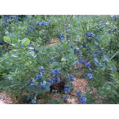 Голубика садовая Дьюк ø15 h30 см