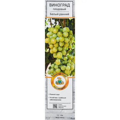 Виноград плодовый Белый ранний h60 см