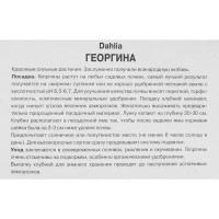 Георгина полукактусовая Колор Спектакл