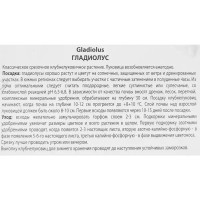 Гладиолус крупноцветковый Питер Пирс, 3 шт