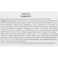 Гладиолус крупноцветковый Май Лав, 3 шт