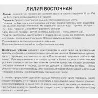 Лилия восточная махровая Дабл Фэнтази