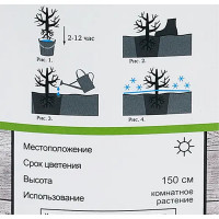 Камелия японская Крамерс Суприм h100 см