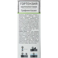 Гортензия крупнолистовая Графиня Косел h100 см