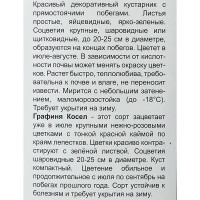 Гортензия крупнолистовая Графиня Косел h100 см