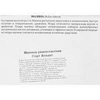 Малина ремонтантная Атлант капер h17 см