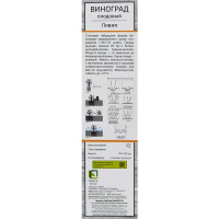 Виноград плодовый Ливия h60 см