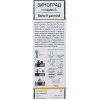 Виноград плодовый Белый ранний h60 см