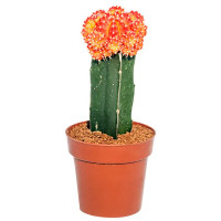 Гимнокалициум Япония микс ø8.5 h20 см