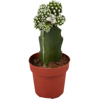 Гимнокалициум Япония микс ø8.5 h20 см