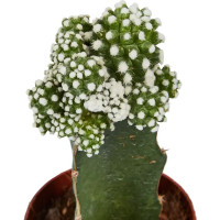 Гимнокалициум Япония микс ø8.5 h20 см