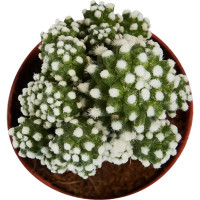 Гимнокалициум Япония микс ø8.5 h20 см