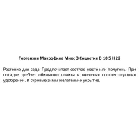 Гортензия Макрофила микс ø10.5 h22 см