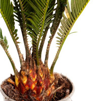 Цикас Революта ø12 h35 см
