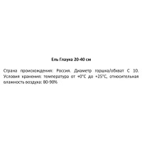 Ель Глаука ø28 h20 - 40 см