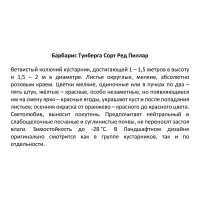 Барбарис Тунберга Ред Пилар ø15 h40 см