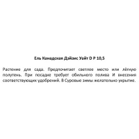 Ель канадская Дэйзис Уайт ø10.5 h15 см