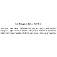 Ель канадская Дэйзис Уайт h20 - 40 см